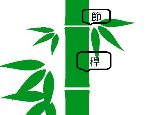 竹の構造